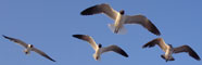 Seagulls - Photography by Mr.W.
