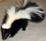 Baby Skunk - Photography by Mr.W.