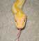 Burmese Python Snake - Photography by Mr.W.