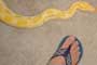 Burmese Python Snake - Photography by Mr.W.